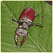 stag beetle