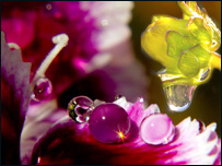 قطره و ستره