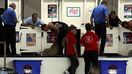 Sheep shearing