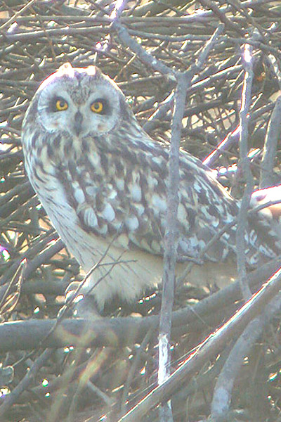A short eared owl. Photo by Declan Duffy