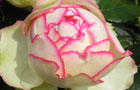 Rose vote (image: Rosa 'Moonshine')