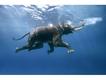 Elefante nadando