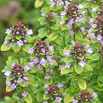 Pic: Creeping Thyme - Thymus Pulgeioides
