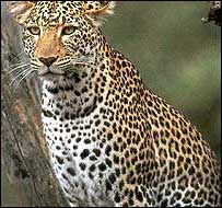 Leopardo