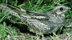 Nightjar