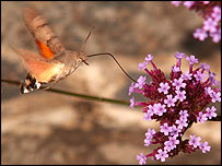 Humming Bird Hawk Moth
