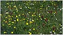 Machair