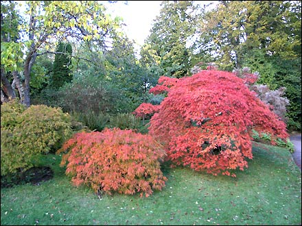 Bath Botanical Gardens (Ian Parker)