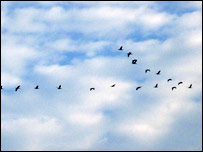 کډه کوونکي مارغان