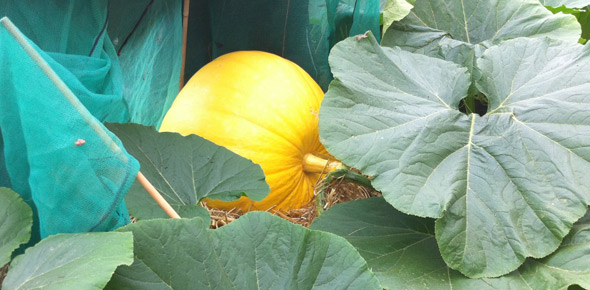 Toby Buckland's giant pumpkin
