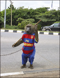 Nigeria: The kit of England’s Premier League side Arsenal is shown off by a monkey on the streets of Abuja. From Julius Ogar, Abuja