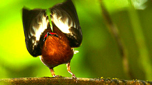 Saltarín relámpago