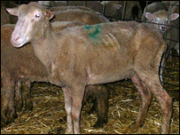 لوه در گوسفندان 