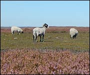 Sheep on the Moors 