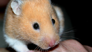 Hamster