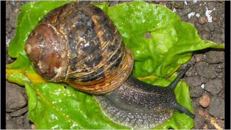 Garden snail c/o Annabelle Tipper