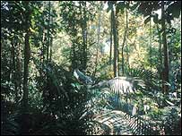 Floresta Amazônica