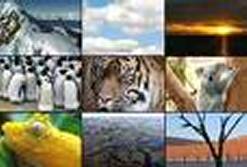 Montage of various wildlife