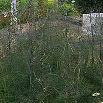Foeniculum vulgare 'Giant Bronze'