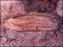 قدیم ترین چاول کا دانہ