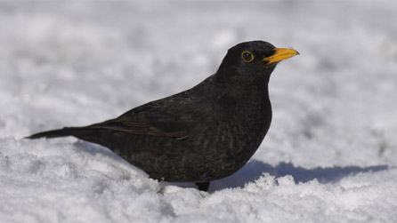 blackbird foraging in the snow - Image by Sue Tranter (RSPB images)