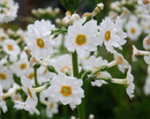 Primula japonica alba