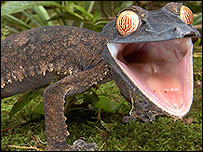 Espécie de lagarto gecko fotografada em Madagascar. Foto: Piotr Naskrecki