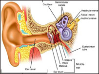 دغوږ دپردې شلېدل