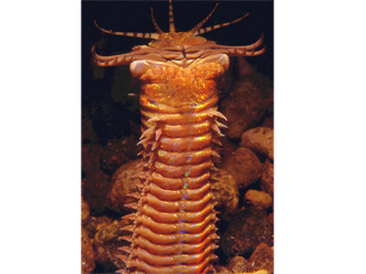 The Bobbit Worm