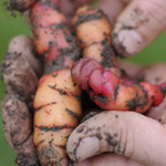 Oca tuber