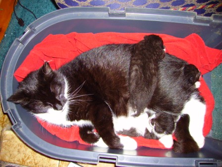 Slippers and the new kittens