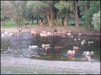 Селян більше хвилюють не вибори, а погода та засуха