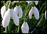 Snowdrops