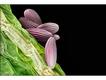 Pistia