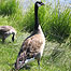 Canada Goose