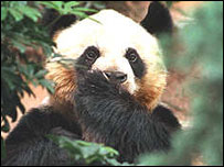 پاندا