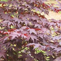 Acer 'Bloodgood'