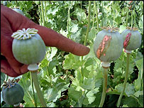 अफ़ीम की खेती