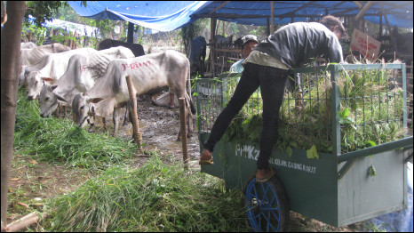 Ternak korban. Foto Ervan Hardoko