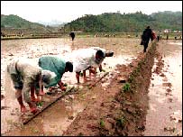 مزرعه ای در کره شمالی