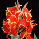 Canna, Indian shot plant