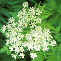 Myrrhis odorata