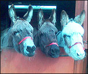 Jane's donkeys 