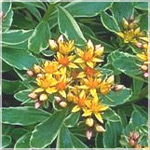 Sedum kamtschaticum ‘Variegatum’