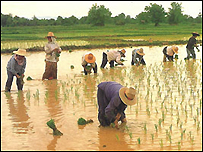 Nông dân Thái Lan