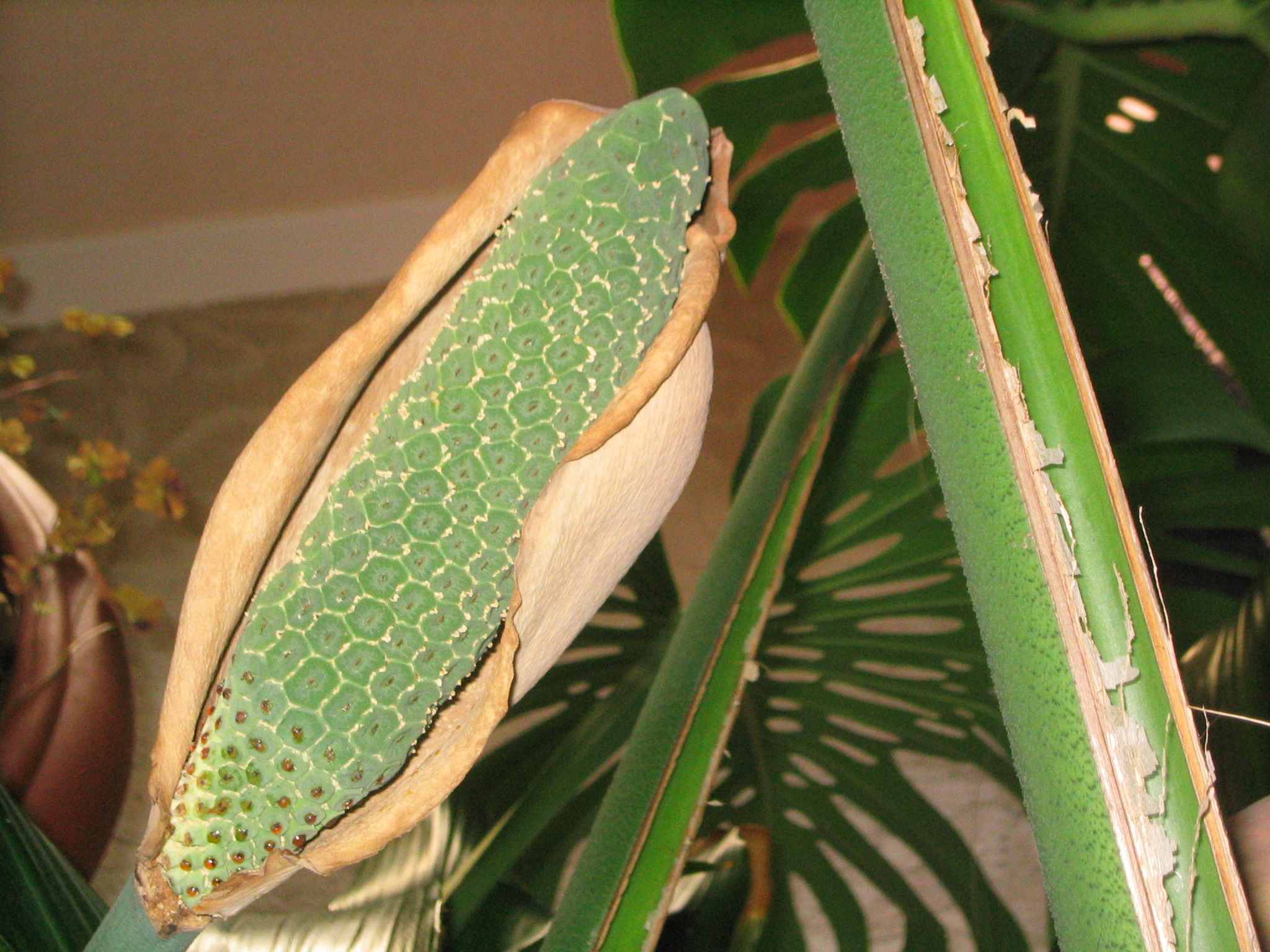 Margareth Swiss Cheese plant