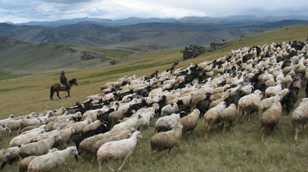 Herding stock in the Altai Mountains of Bulgaria