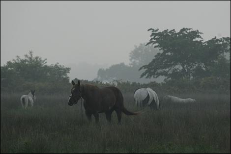Appleby Horse Fair 2008