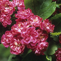Crataegus laevigata 'Paul's Scarlet'