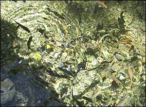 عکس از رعنا گلستانی